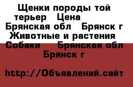 Щенки породы той-терьер › Цена ­ 9 500 - Брянская обл., Брянск г. Животные и растения » Собаки   . Брянская обл.,Брянск г.